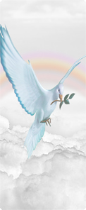 Dove Clouds White